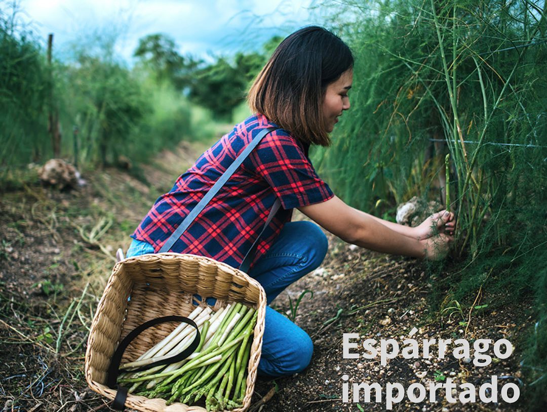 Importa espárragos para comercializar