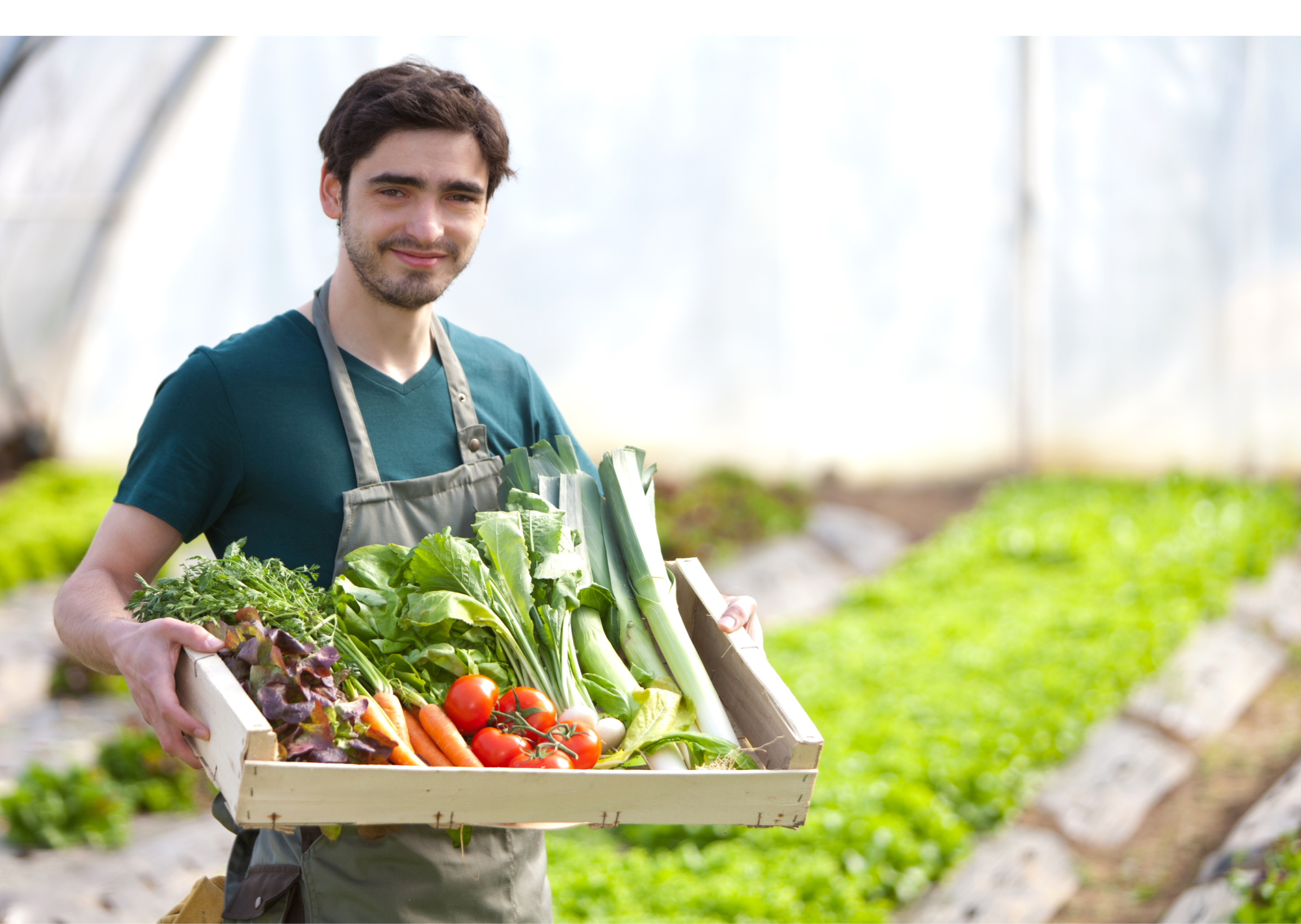 Ofrecer alimentos saludables y de alta calidad